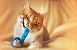 Verschiedene poezenspeeltjes en kattenaccessoires voor kittens, volwassen katten en senioren