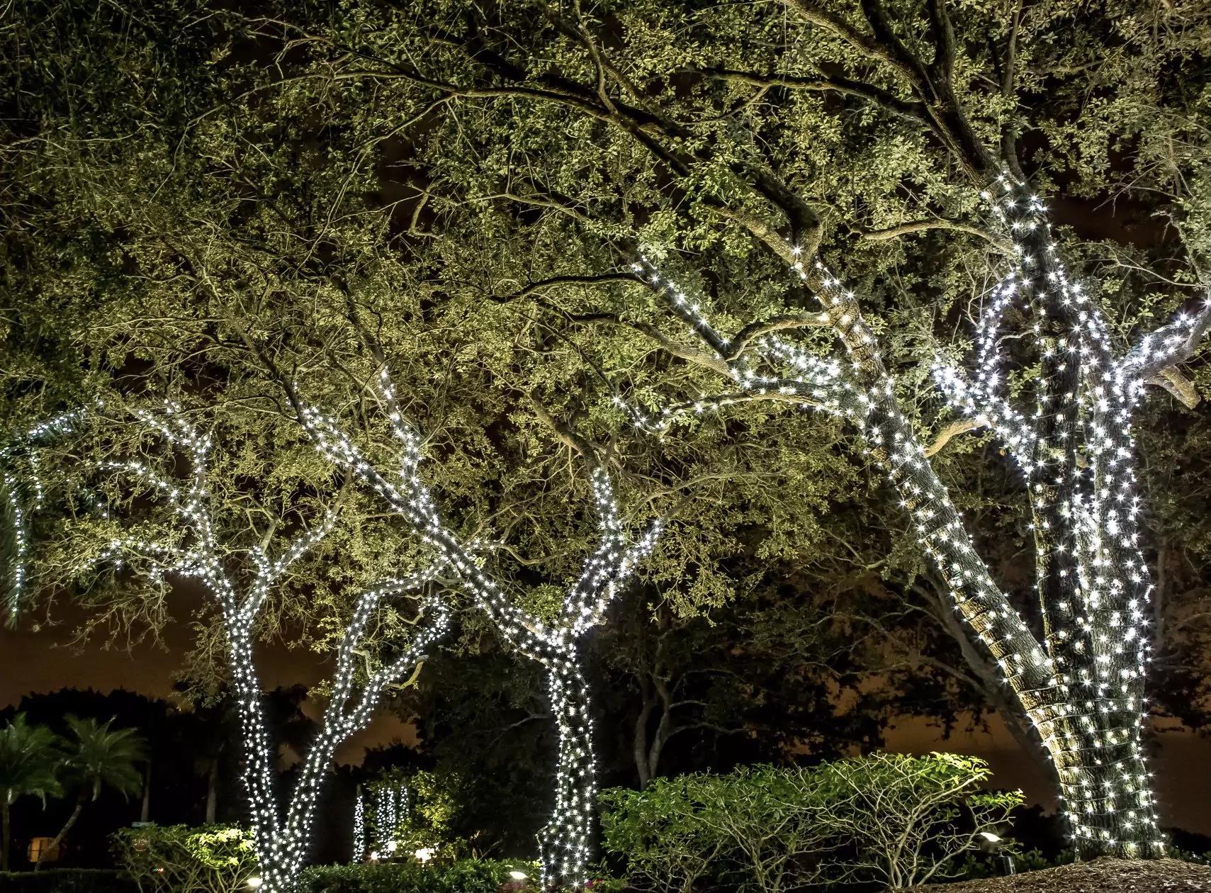 Vaste of tijdelijke exclusieve boomverlichting laten plaatsen